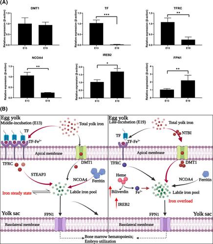 Free iron accumulation and oxidative stress burden induce ferroptotic atrophy of chicken yolk sac during the late embryogenesis