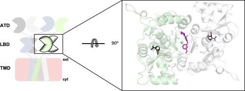 Crystal structure of the GluK1 ligand-binding domain with kainate and the full-spanning positive allosteric modulator BPAM538