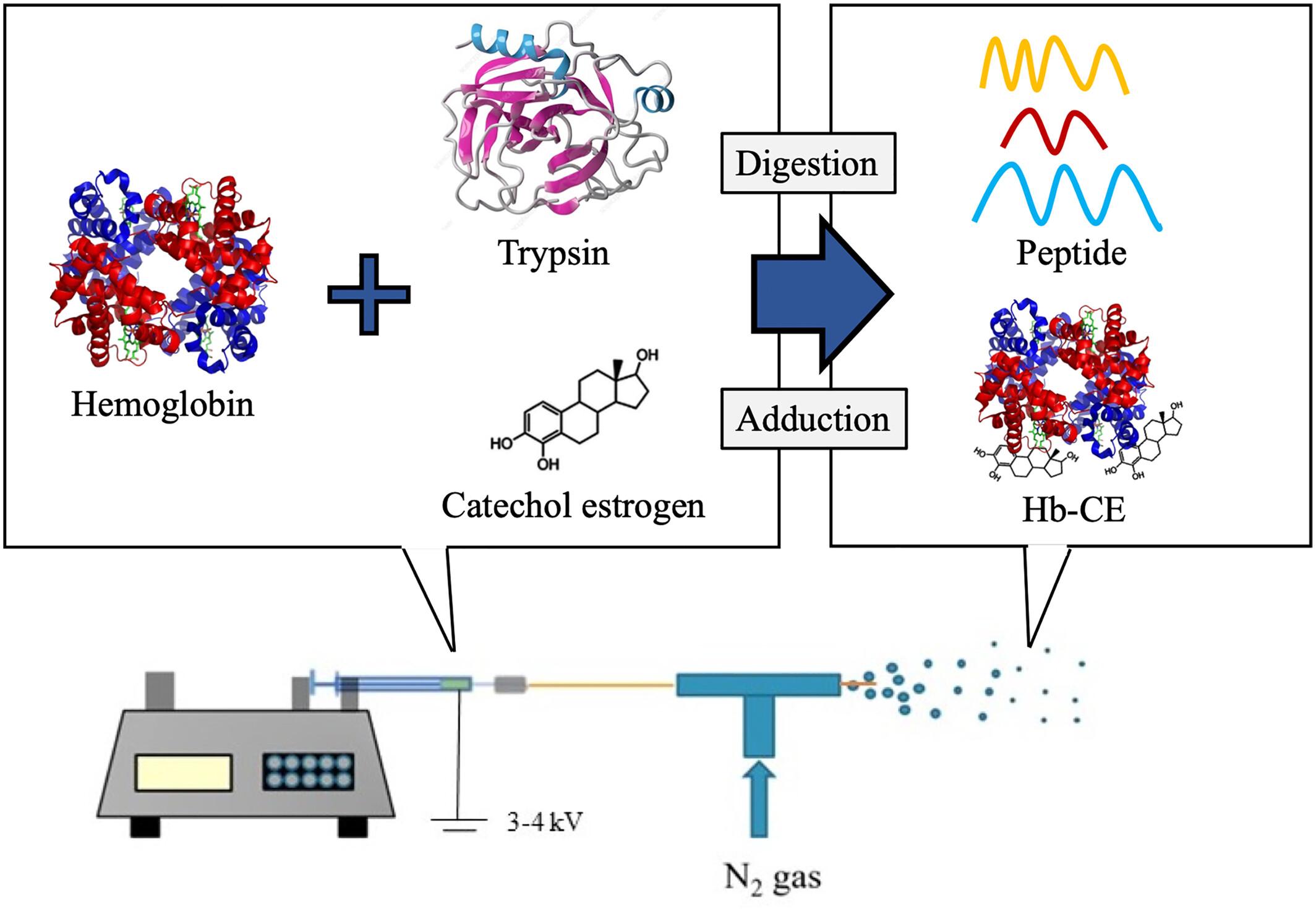 Microdroplet-assisted protein adduct formation and characterization by mass spectrometry