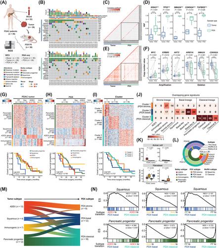 Defining and tracing subtypes of patient-derived xenograft models in pancreatic ductal adenocarcinoma