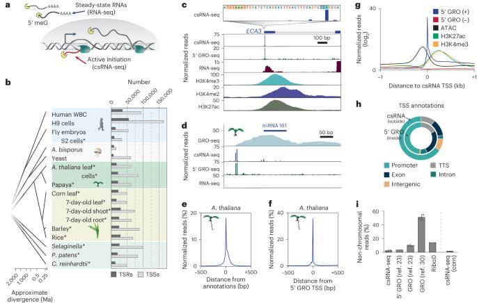 Enhancers associated with unstable RNAs are rare in plants