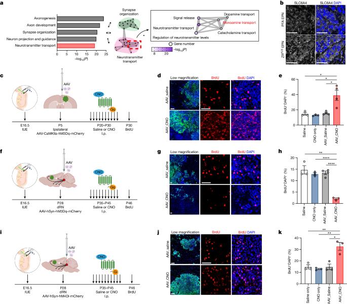 Histone serotonylation regulates ependymoma tumorigenesis