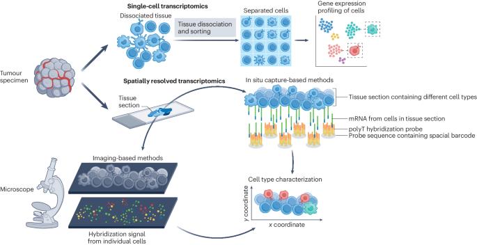 Spatial landscapes of cancers: insights and opportunities