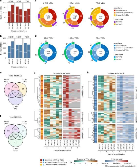 Multilayered epigenetic control of persistent and stage-specific imprinted genes in rice endosperm