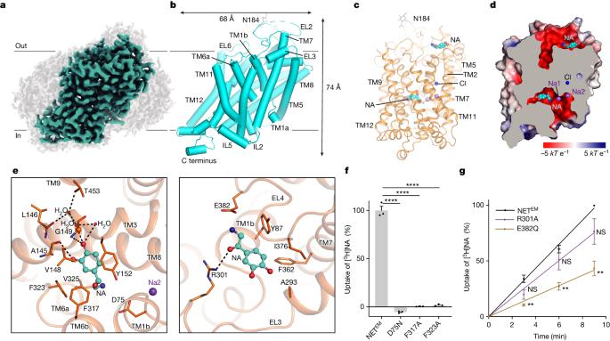 Transport and inhibition mechanisms of the human noradrenaline transporter