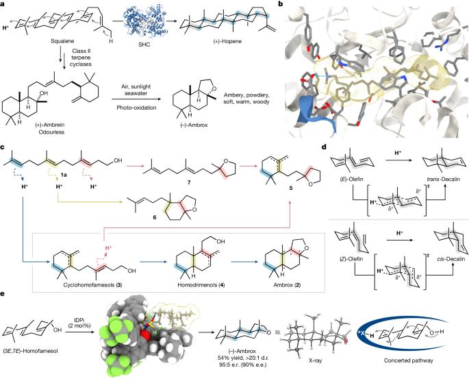 The catalytic asymmetric polyene cyclization of homofarnesol to ambrox