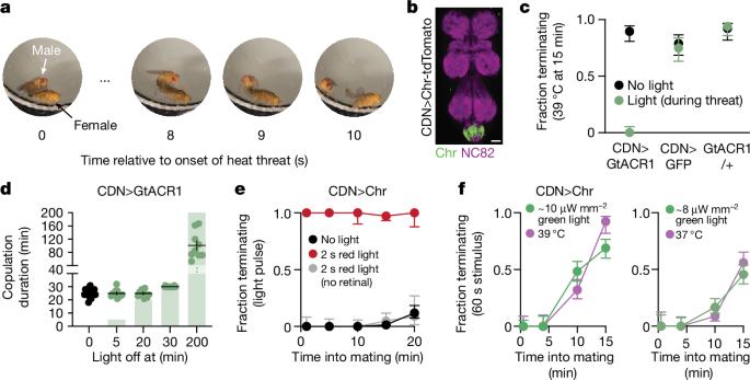 Dopamine biases decisions by limiting temporal integration