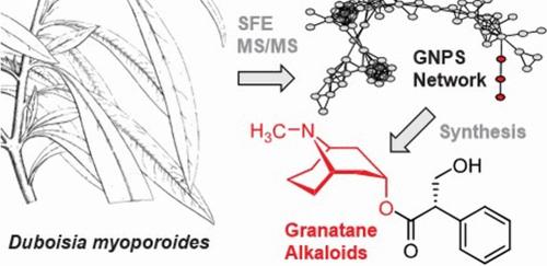 Identification of Granatane Alkaloids from Duboisia myoporoides (Solanaceae) using Molecular Networking and Semisynthesis