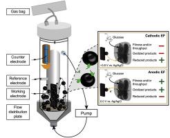 The convergence of lactic acid microbiomes and metabolites in long-term electrofermentation