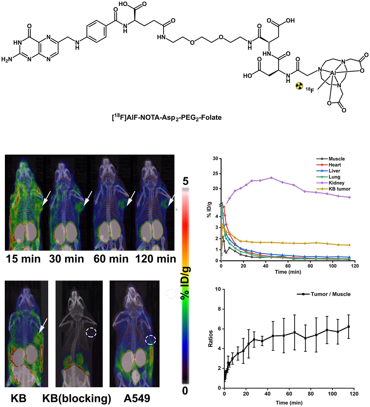 Synthesis and Preclinical Evaluation of [18F]AlF-NOTA-Asp2-PEG2-Folate as a Novel Folate-Receptor-Targeted Tracer for PET Imaging