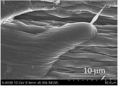 Closer Approach towards the Preparation of Cellulose and Microcrystalline Cellulose from Corn Husks