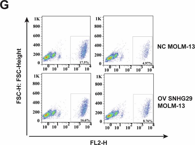 Correction: A novel lncRNA SNHG29 regulates EP300- related histone acetylation modification and inhibits FLT3-ITD AML development