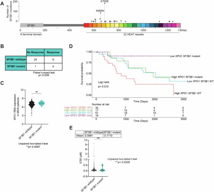 Altered RNA export by SF3B1 mutants confers sensitivity to nuclear export inhibition