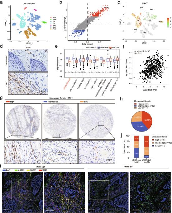 NNMT switches the proangiogenic phenotype of cancer-associated fibroblasts via epigenetically regulating ETS2/VEGFA axis