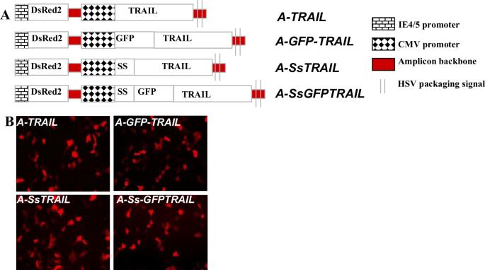 Correction: Real-time imaging of TRAIL-induced apoptosis of glioma tumors in vivo