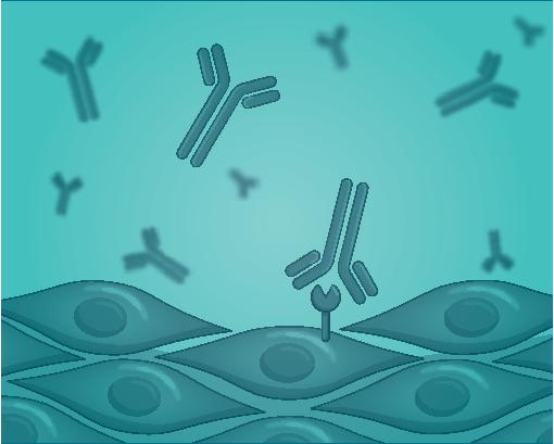 Pathogenic antibodies target stromal antigens in RA