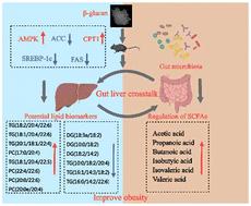 Regulatory effect of β-glucan secreted by Rhizobium pusense on triglyceride metabolism and their relationships with the modulation of intestinal microbiota in mice fed a high-fat diet†