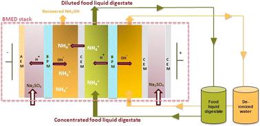 Enhancing ammonia recovery through pH polarization in bipolar membrane electrodialysis†