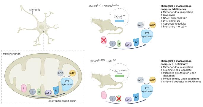 Complex roles for mitochondrial complexes in microglia