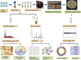 Gut Colonization With Antibiotic-Resistant Escherichia coli Pathobionts Leads to Disease Severity in Ulcerative Colitis