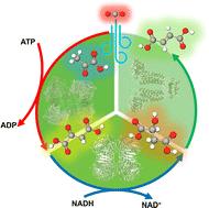 A multi-biocatalytic system for effective fumarate synthesis from pyruvate and gaseous CO2†