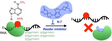 Discovery of a new inhibitor for YTH domain-containing m6A RNA readers†