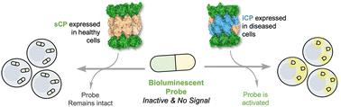 Caged aminoluciferin probe for bioluminescent immunoproteasome activity analysis†