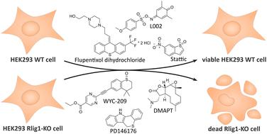 Identification of small molecules that are synthetically lethal upon knockout of the RNA ligase Rlig1 in human cells†