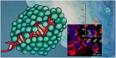 Peptide dendrimers transfecting CRISPR/Cas9 plasmid DNA: optimization and mechanism†