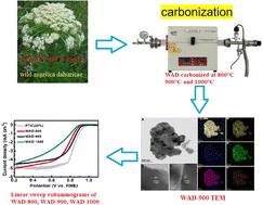 Excellent phosphorus-doped porous carbon oxygen reduction reaction catalysts derived from natural wild Angelica dahurica