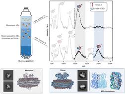 The mycobacterium lipid transporter MmpL3 is dimeric in detergent solution, SMALPs and reconstituted nanodiscs†