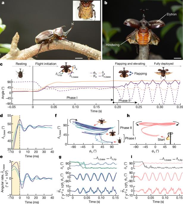 Passive wing deployment and retraction in beetles and flapping microrobots