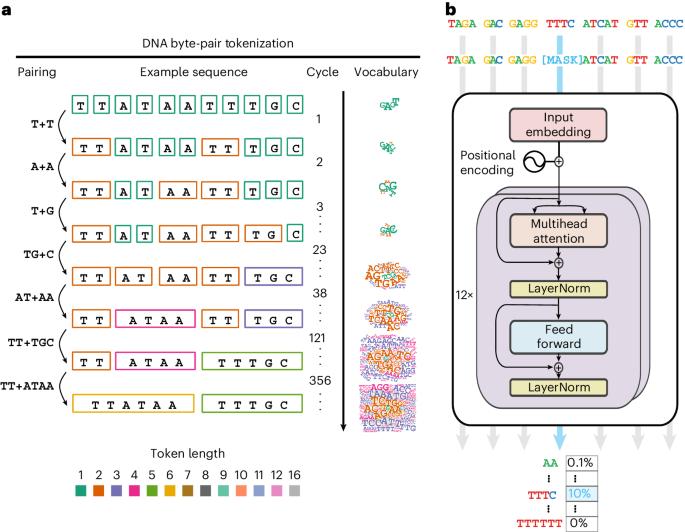 DNA language model GROVER learns sequence context in the human genome