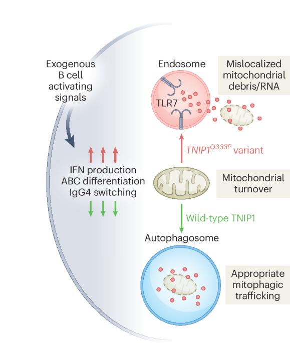 Directing risky traffic in B cells with TNIP1