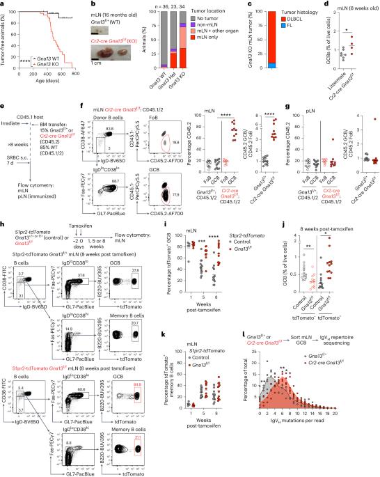 Gα13 restricts nutrient driven proliferation in mucosal germinal centers