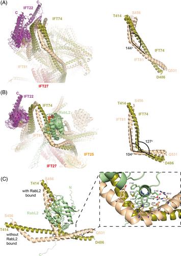 Architecture of RabL2-associated complexes at the ciliary base: A structural modeling perspective