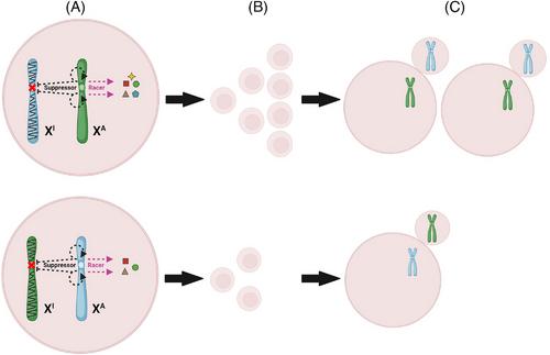 X centromeric drive may explain the prevalence of polycystic ovary syndrome and other conditions