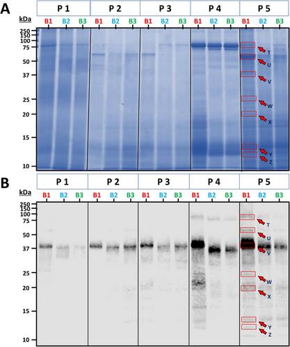 The Allergen Profile of Two Edible Insect Species—Acheta domesticus and Hermetia illucens