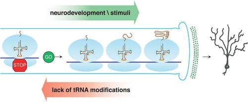 Lost in translation: How neurons cope with tRNA decoding