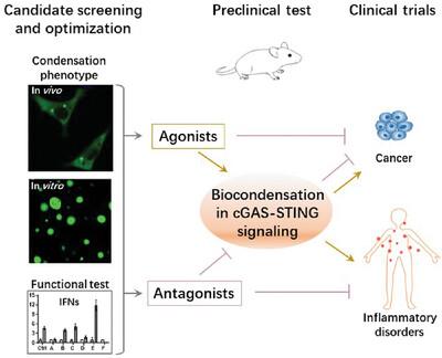 Targeting protein condensation in cGAS-STING signaling pathway