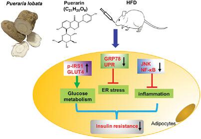 Puerarin Attenuates Insulin Resistance by Inhibiting Endoplasmic Reticulum Stress and Suppresses Inflammation by Modulating the JNK and IKKβ/NF-κB Pathways in Epididymal White Adipose Tissue of Mice on a High-Fat Diet