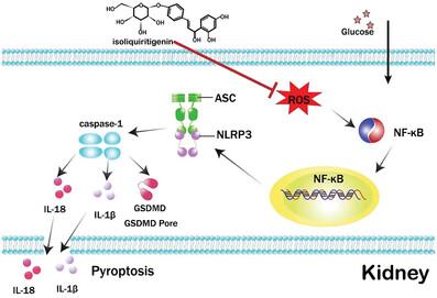 Isoliquiritigenin Alleviates Diabetic Kidney Disease via Oxidative Stress and the TLR4/NF-κB/NLRP3 Inflammasome Pathway