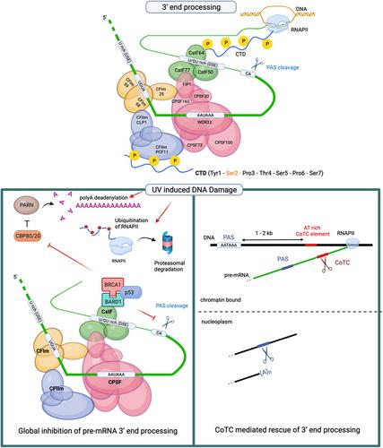 Genotoxic stress impacts pre-mRNA 3′-end processing