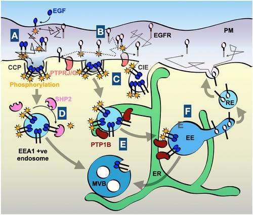 The physical basis of analog-to-digital signal processing in the EGFR system—Delving into the role of the endoplasmic reticulum