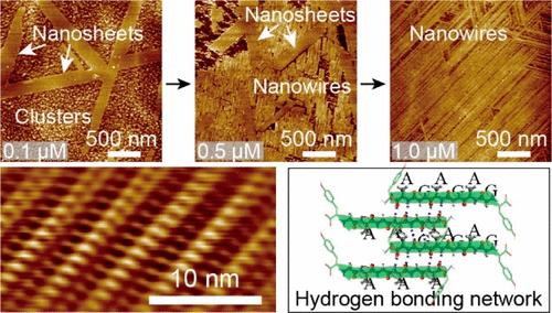 Structural Ordering of Interfacially Assembled Silk Fibroin-Like Peptides via Robust Intermolecular Hydrogen-Bonding Networks