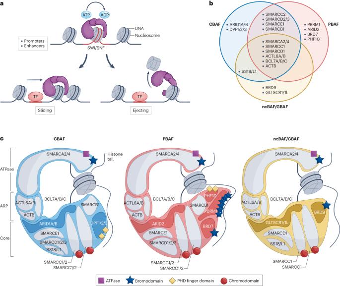 Chromatin remodellers as therapeutic targets