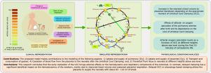 Effect of timing of umbilical cord clamping and birth on fetal to neonatal transition: OpenModelica-based virtual simulator-based approach