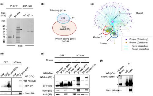 An N-terminal and ankyrin repeat domain interactome of Shank3 identifies the protein complex with the splicing regulator Nono in mice