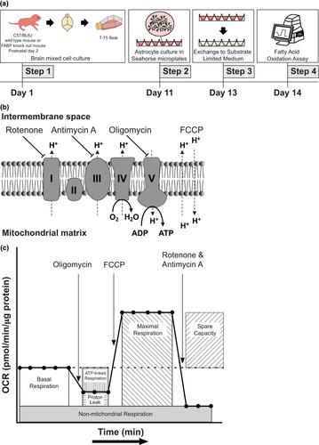 Fatty acid preference for beta-oxidation in mitochondria of murine cultured astrocytes