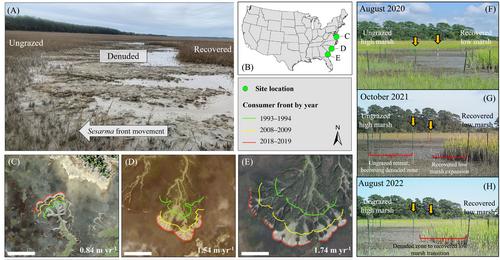 A grazing crab drives saltmarsh carbon storage and recovery